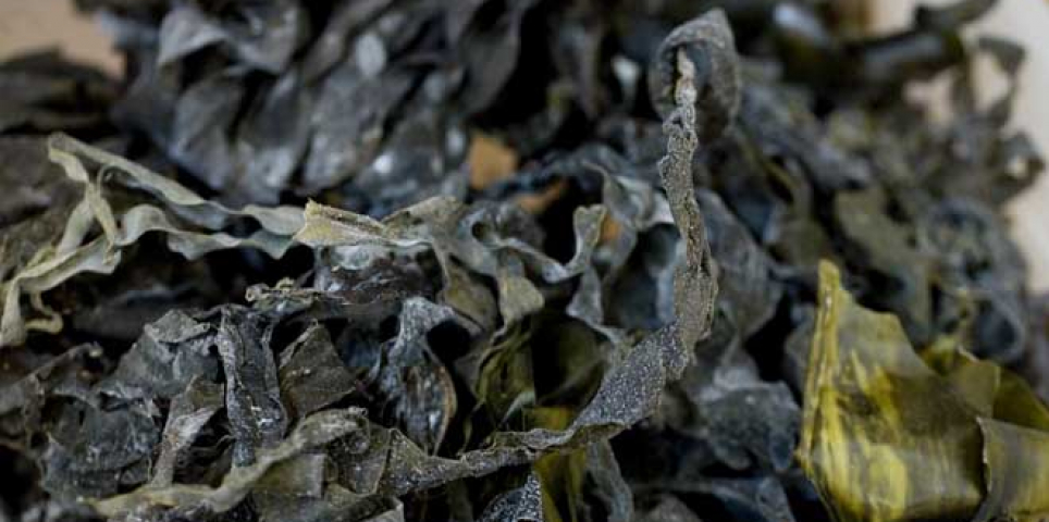 Kelp Sample (detail) 2010