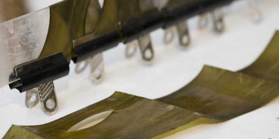 Kelp Samples (detail) 2010