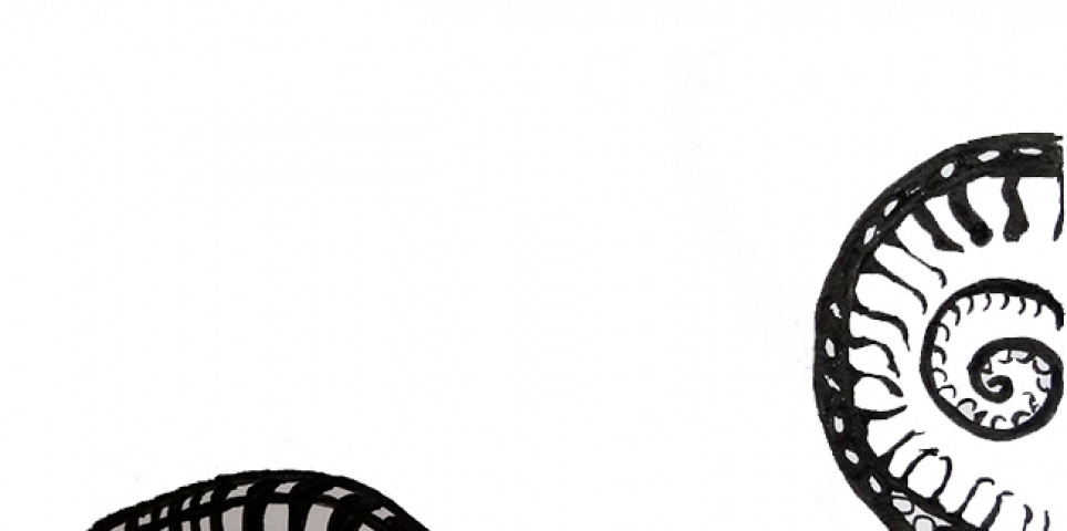 Aleks - Extract of original seashell print in ink pen, inspired by an Interior Design graduate's textile designs for a Margate residence.