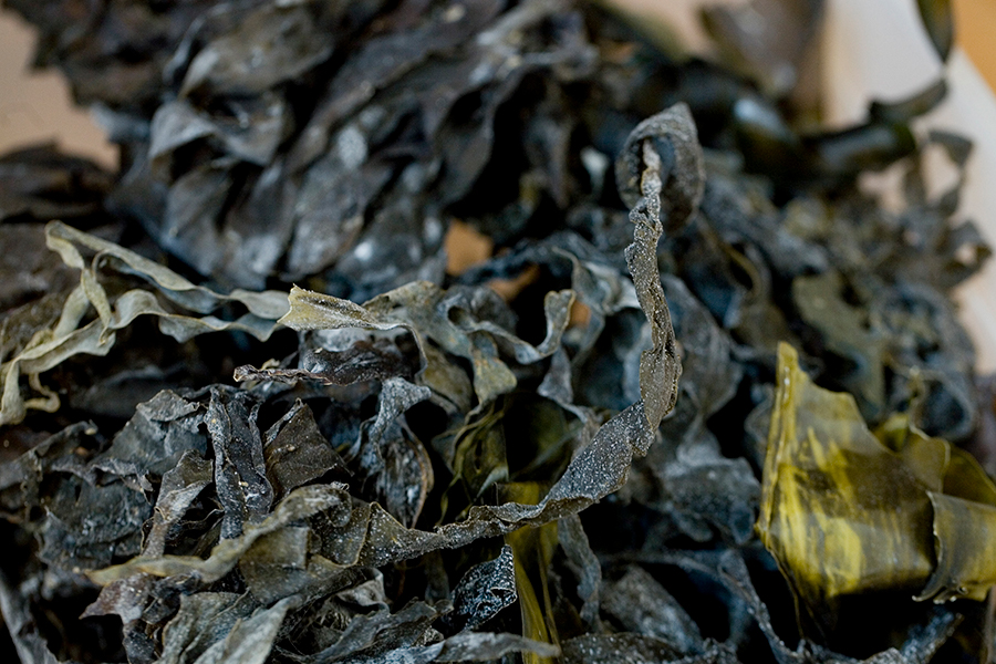 Julia Lohmann Laminarium (2010) Kelp sample (detail). Photography Ellie Laycock